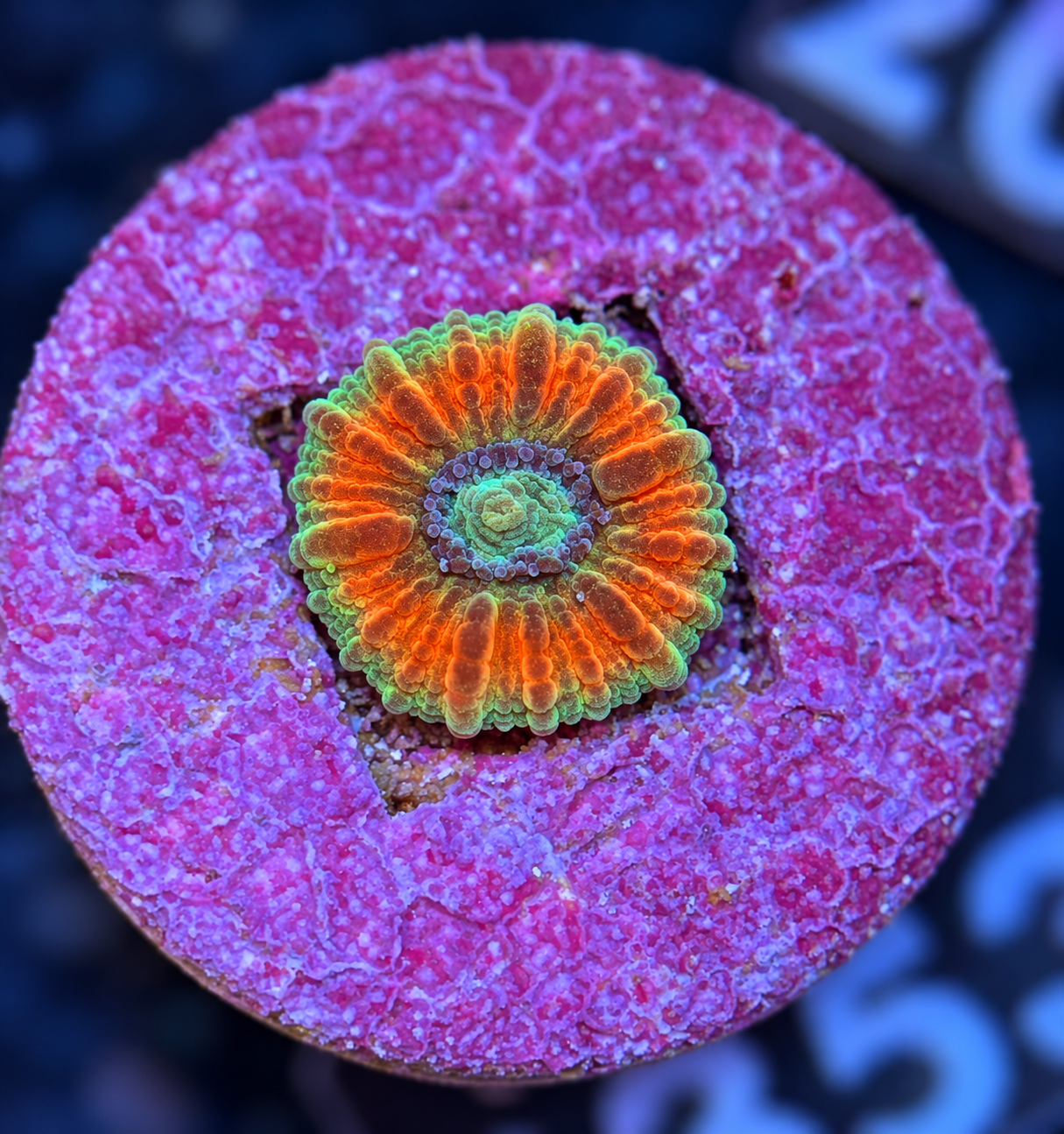 SciReef Trachyphyllia geoffroyi Size 1