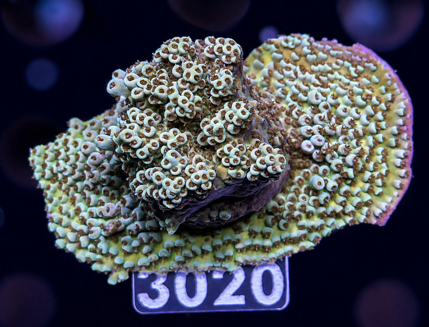 FMC Acropora hyacinthus