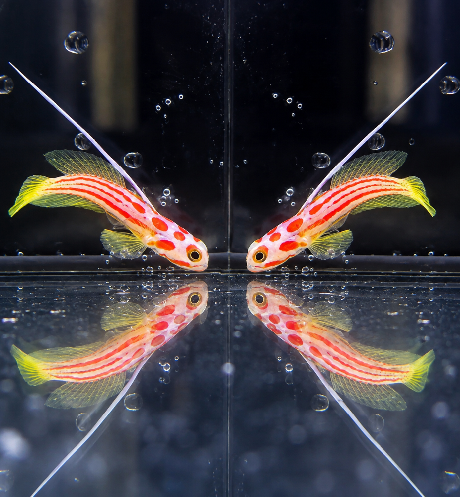 Stonogobius Yasha + Alpheus bellulus