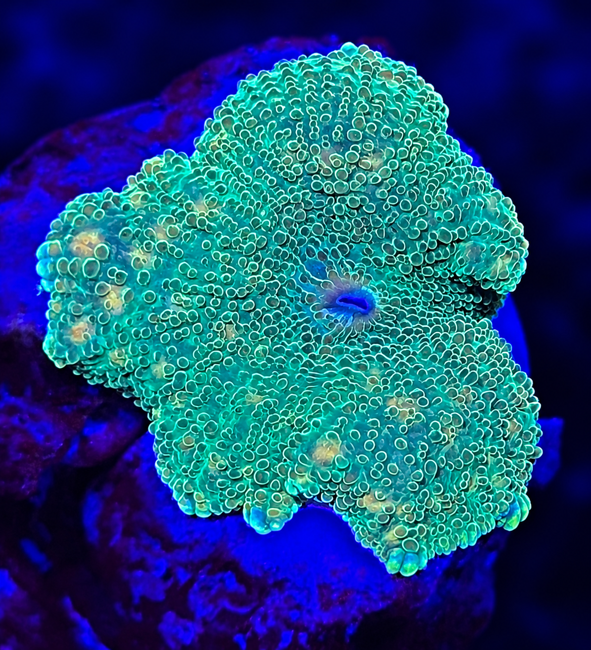 FMC Discosoma green orange