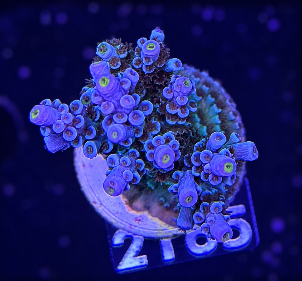 SciReef Acropora kenti Grade 2 Twin