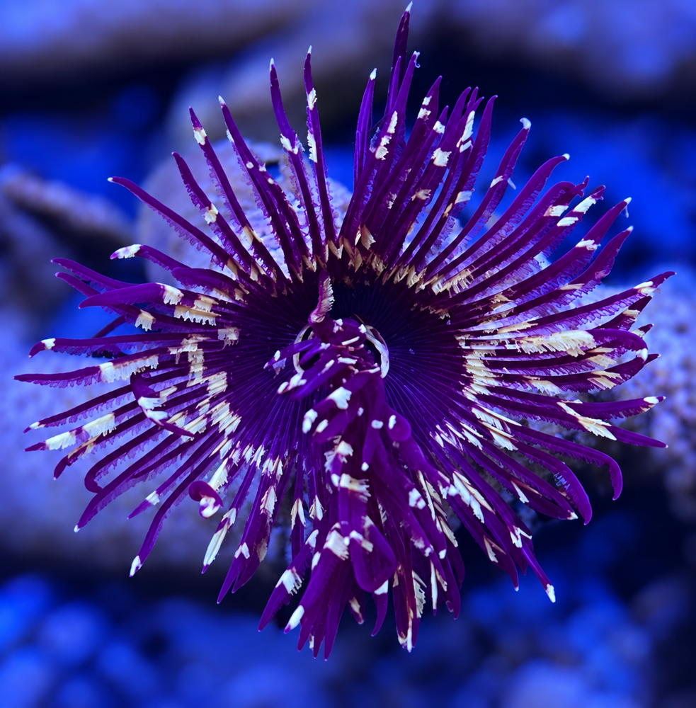 FMC Sabellastarte sp . V