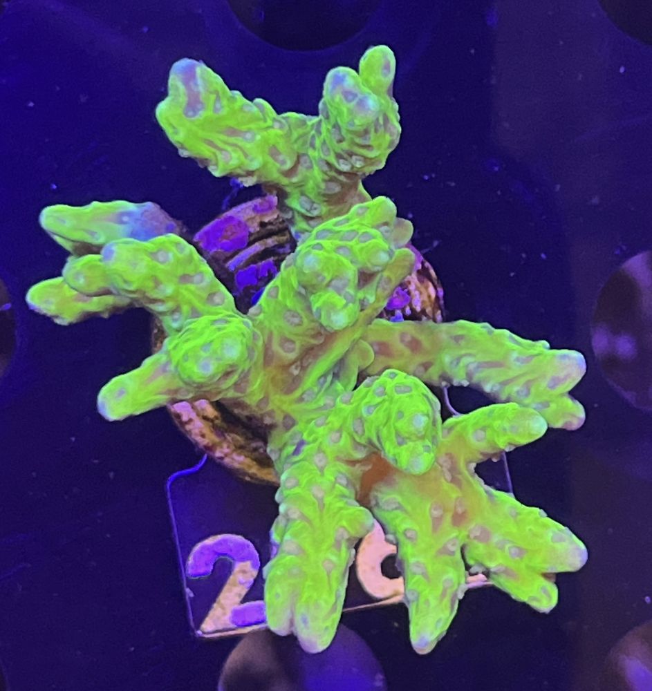 FMC Acropora sp golden rod