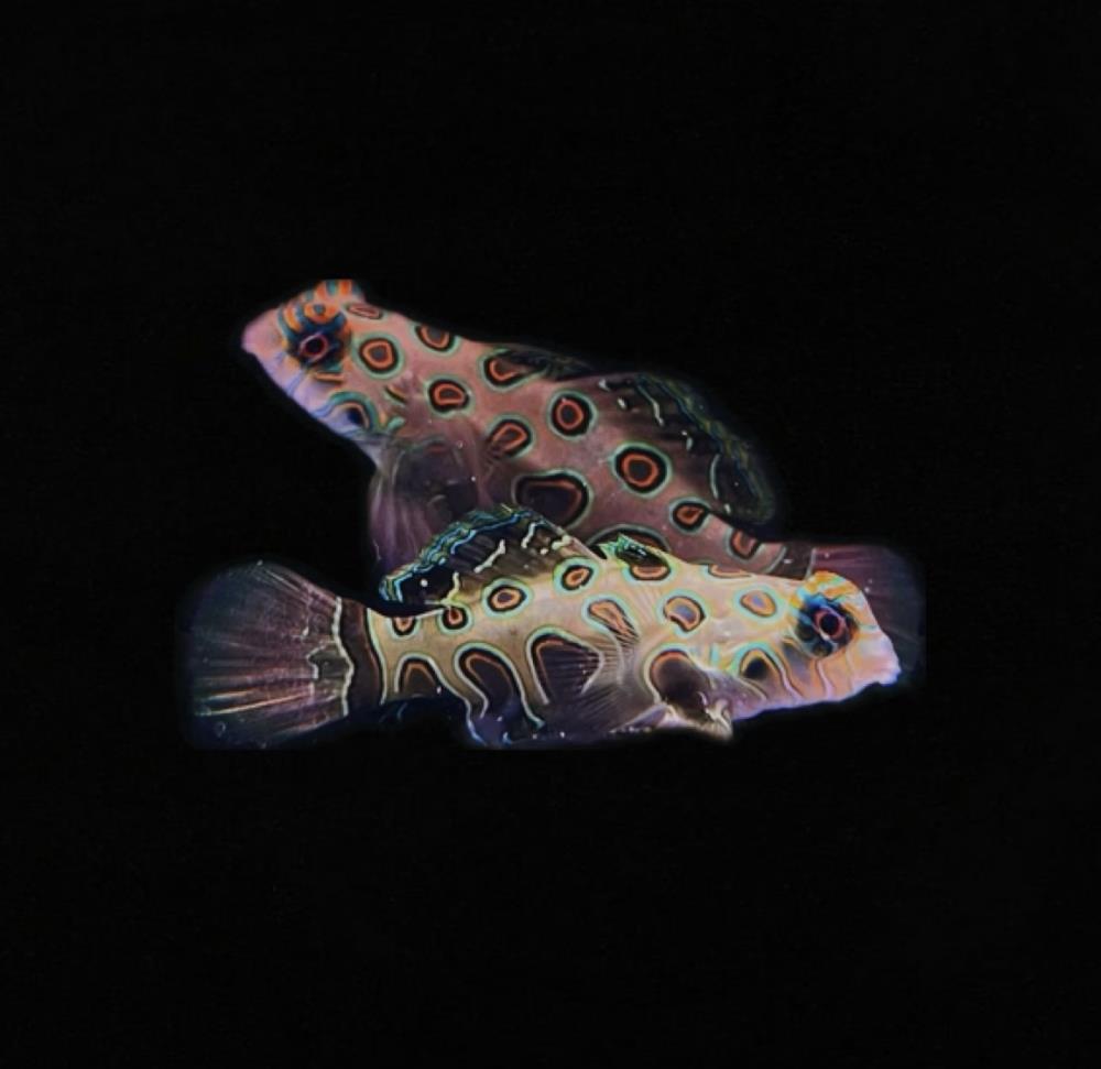 Synchiropus picturatus - LSD Leierfisch 4 - 6 cm !Paar!