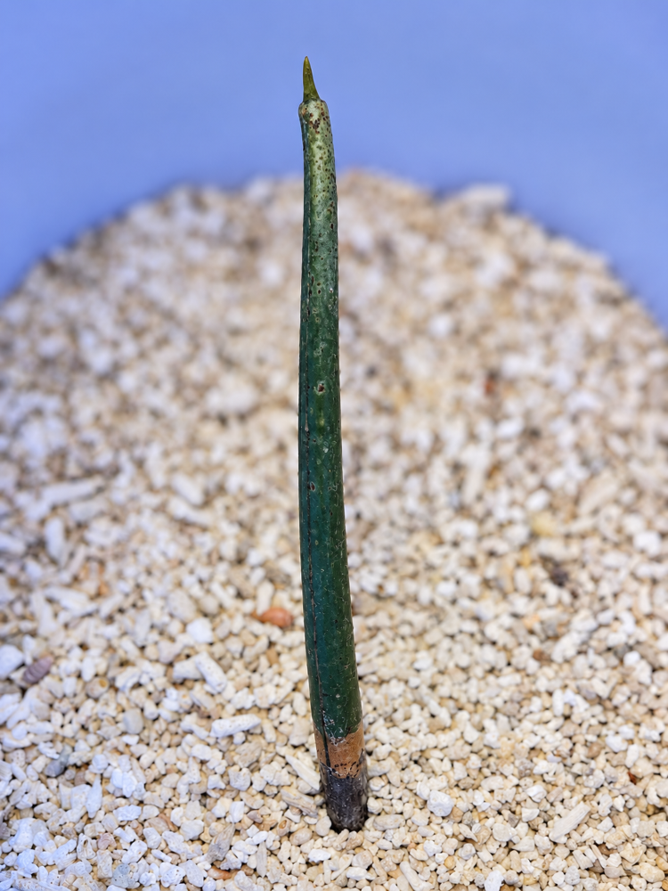 Rhizophora mangle – Rote Mangrove