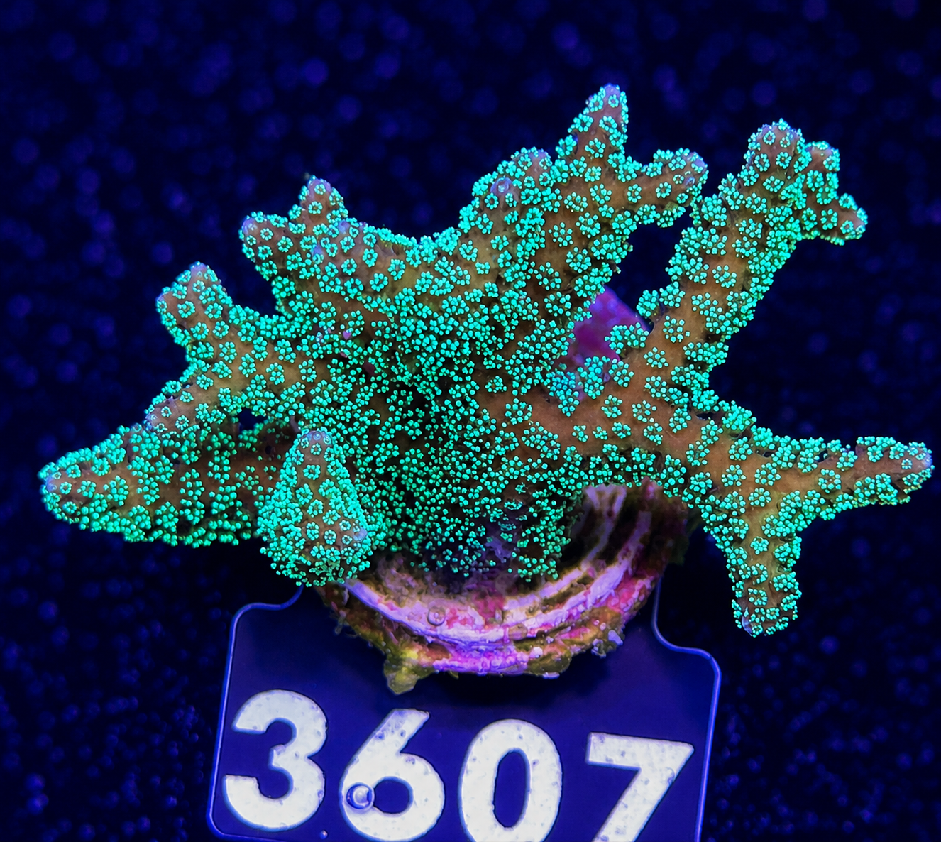 FMC Seriatopora Caliendrum Neon green