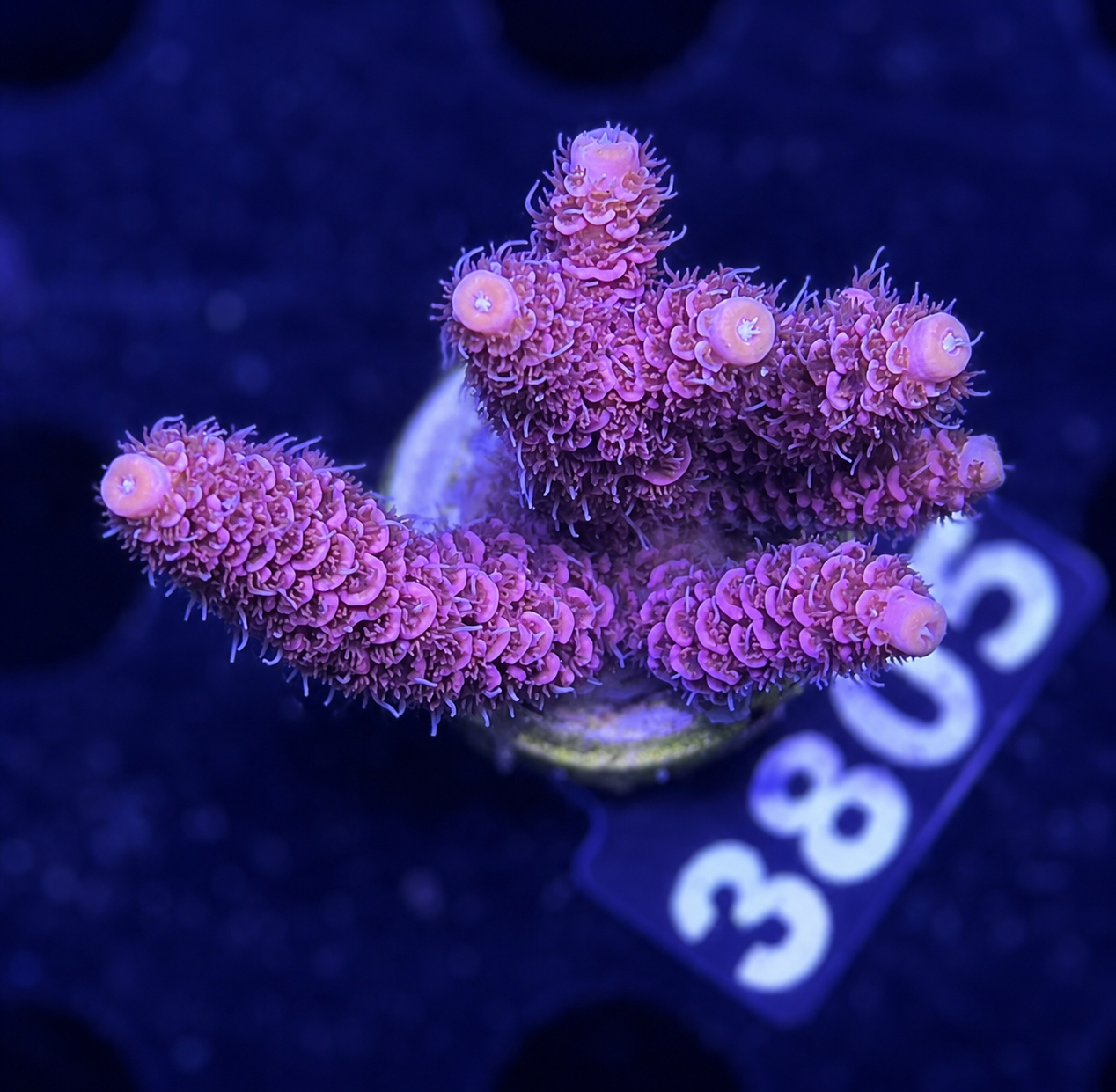 FMC Acropora millepora super red