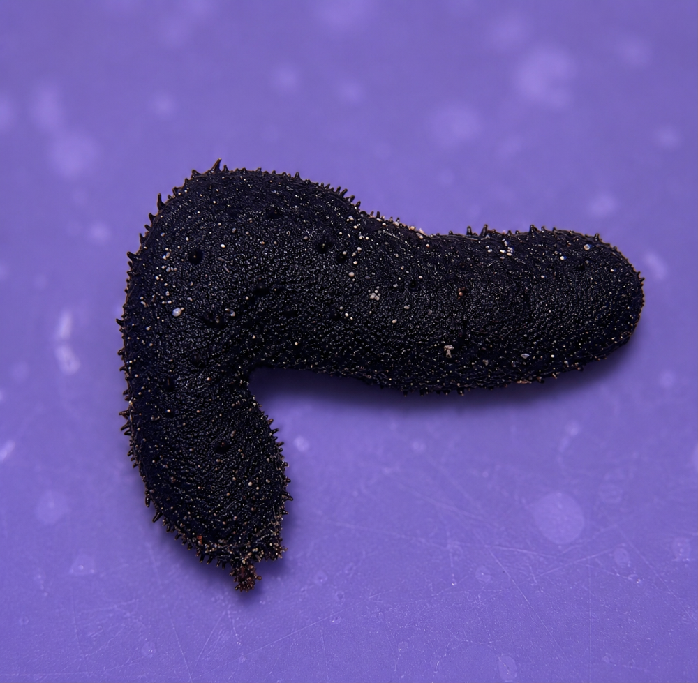Paracumaria sp. black - Schwarze Seegurke