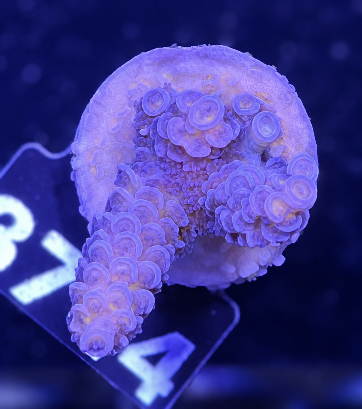 FMC Acropora tenuis