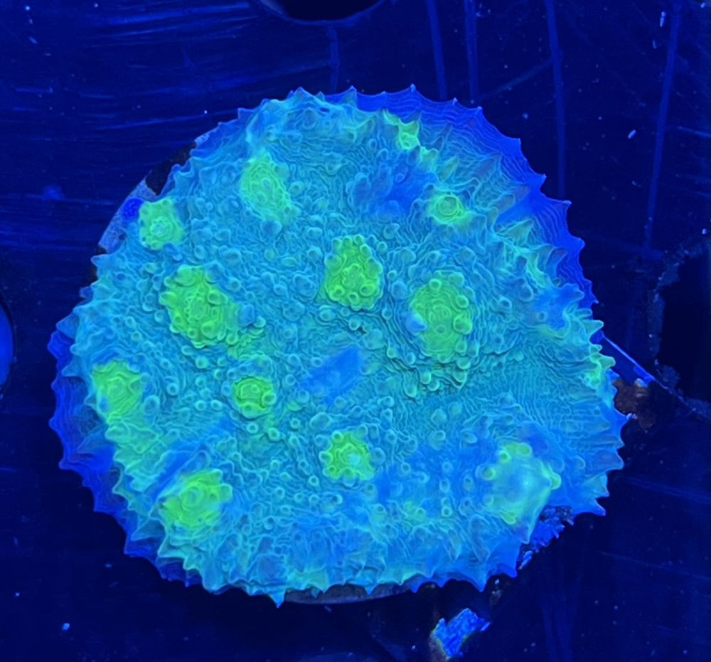 FMC Chalice green dot