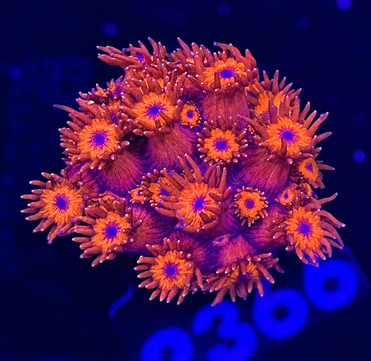FMC Goniopora Red & Blue