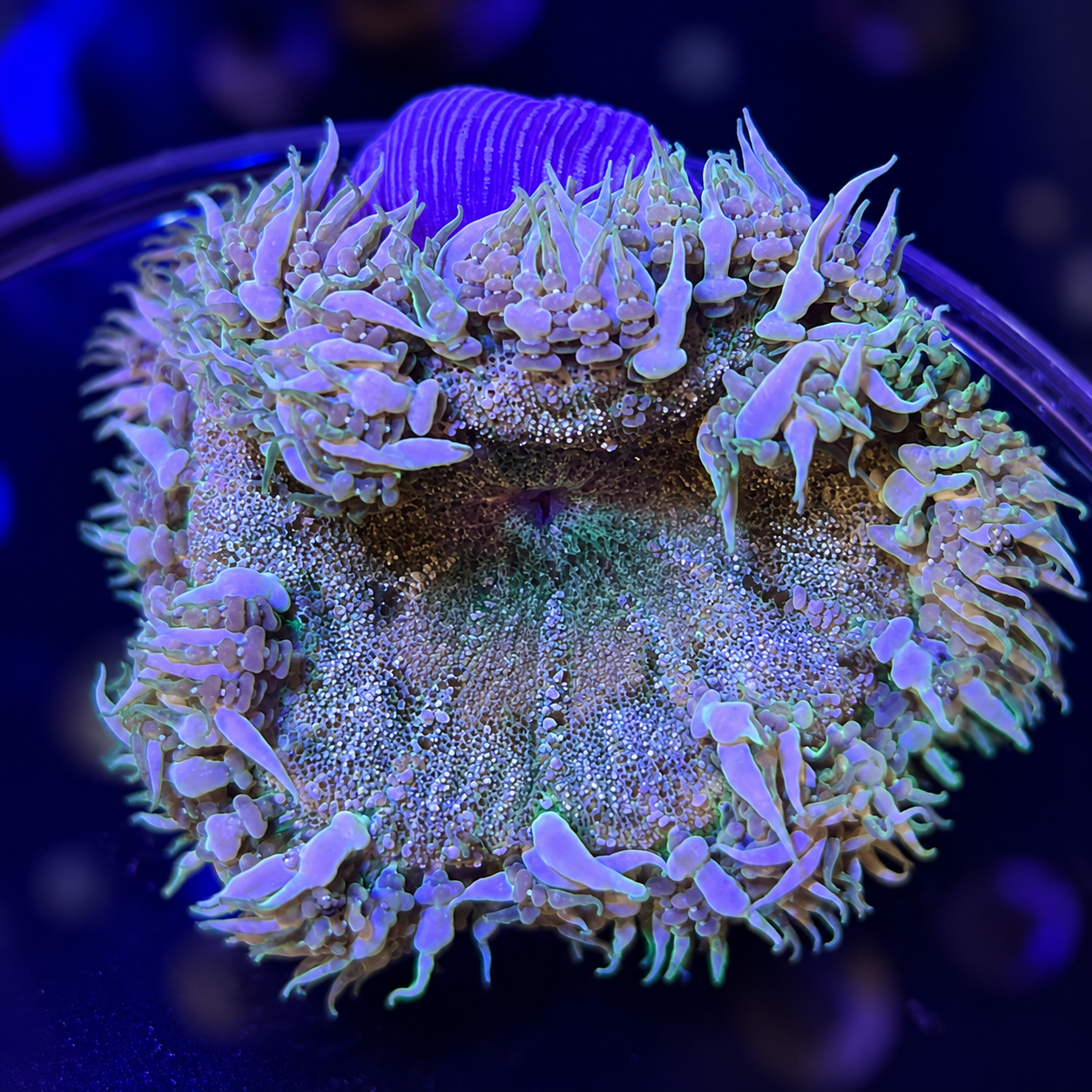 FMC Phymanthus Crucifer Rockanemone
