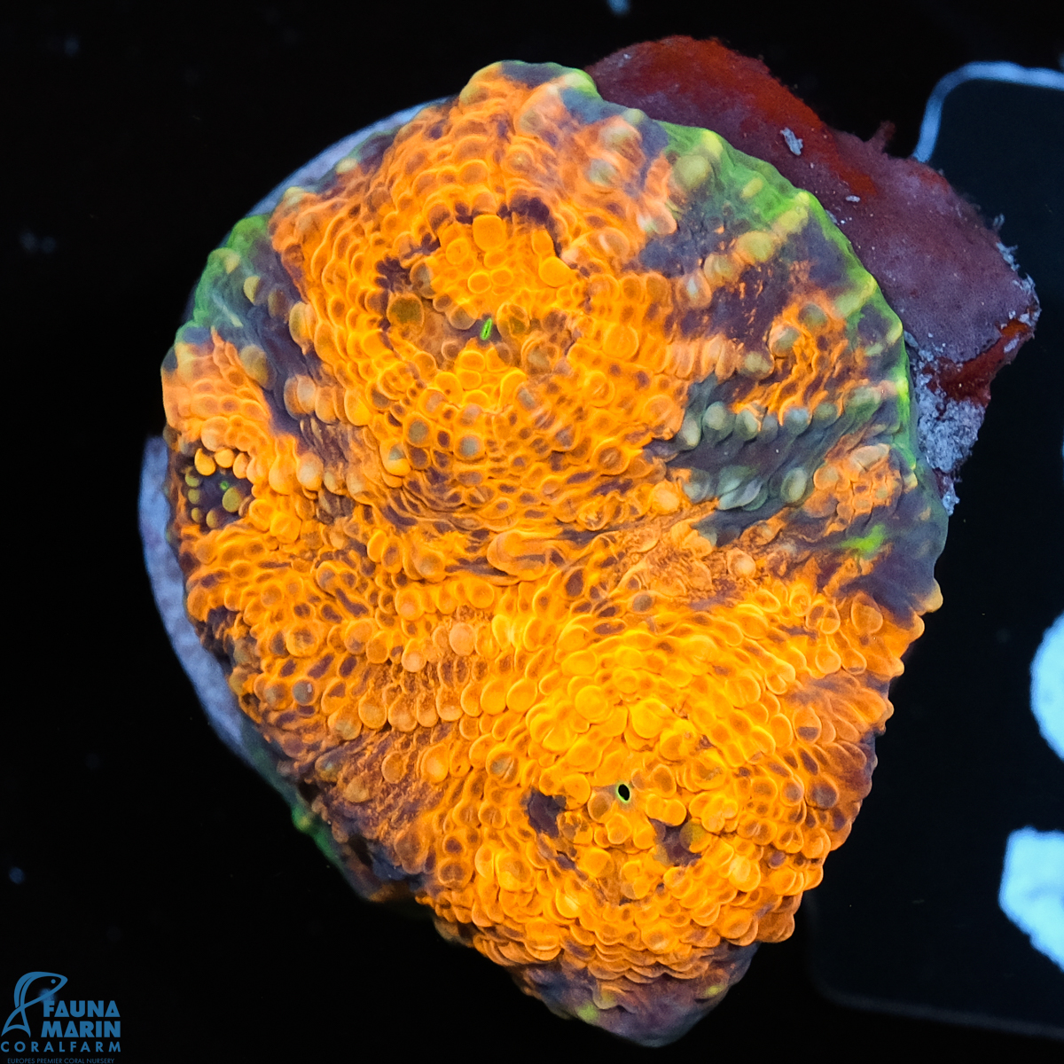 FMC Acanthastrea echinata Orange Shine FMC Acanthastrea echinata Orange Shine