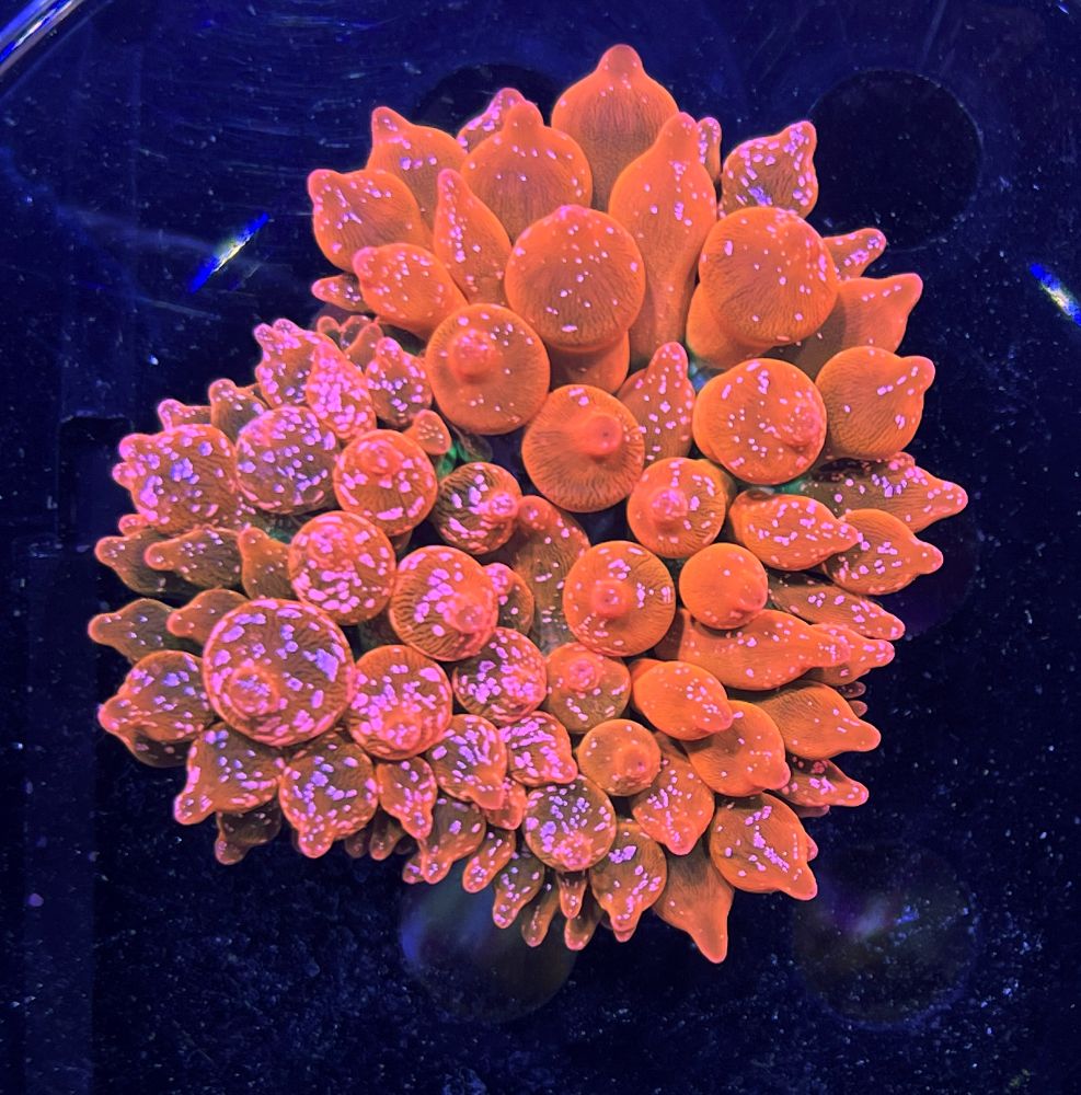 Entacmaea Quadricolor Ice Fire V