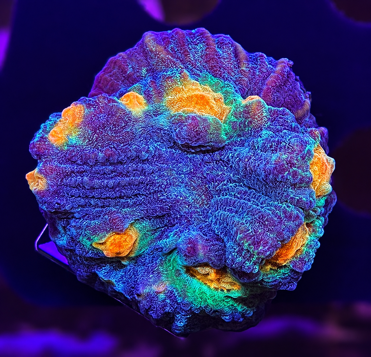 FMC Chalice Rainbow Warrior V