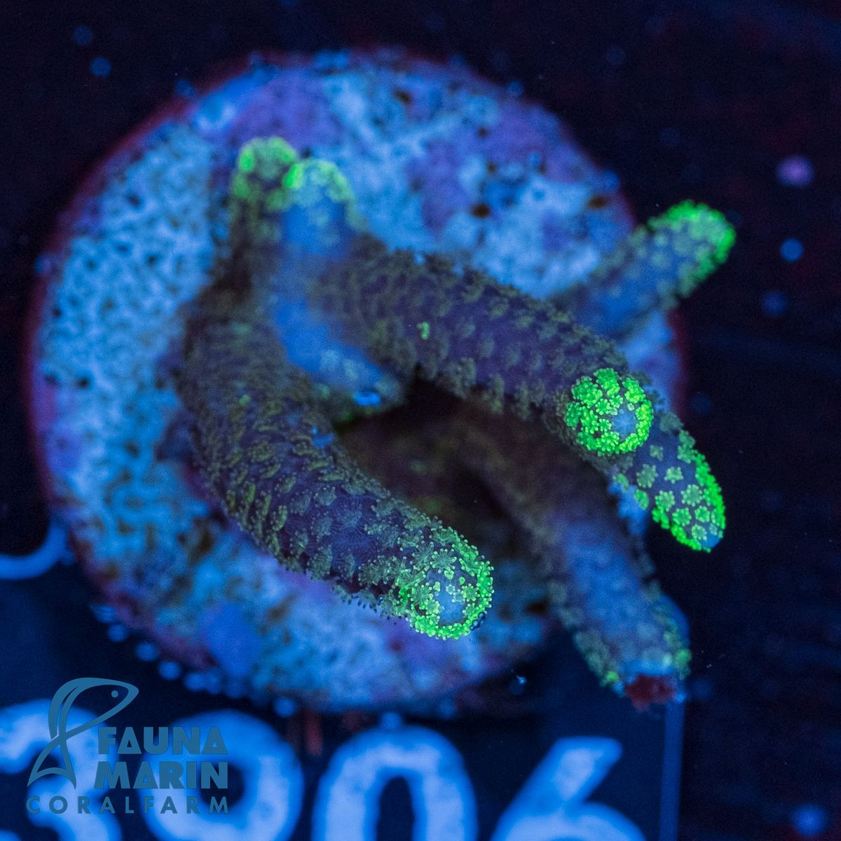 FMC Seriatopora caliendrum Green Tip V