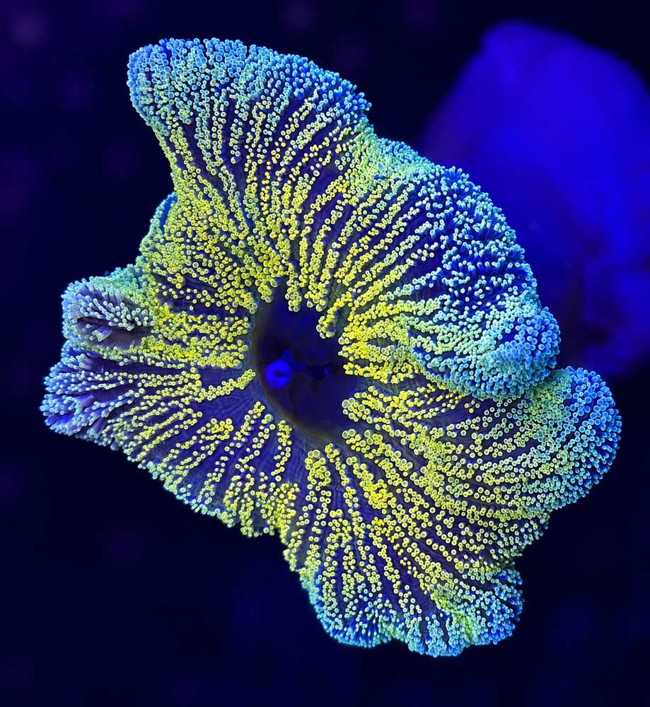 FMC Stichodactyla haddoni neon green