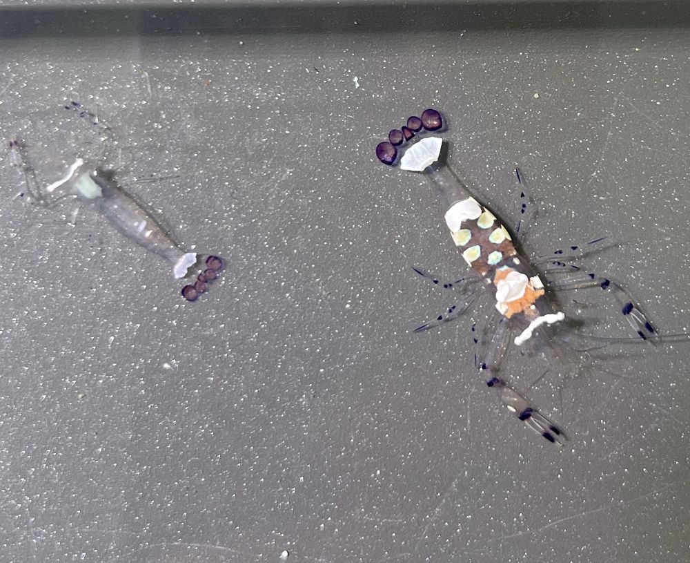 FMC Ancylocaris brevicarpalis - Pfauenaugen-Anemonengarnele Weibchen!