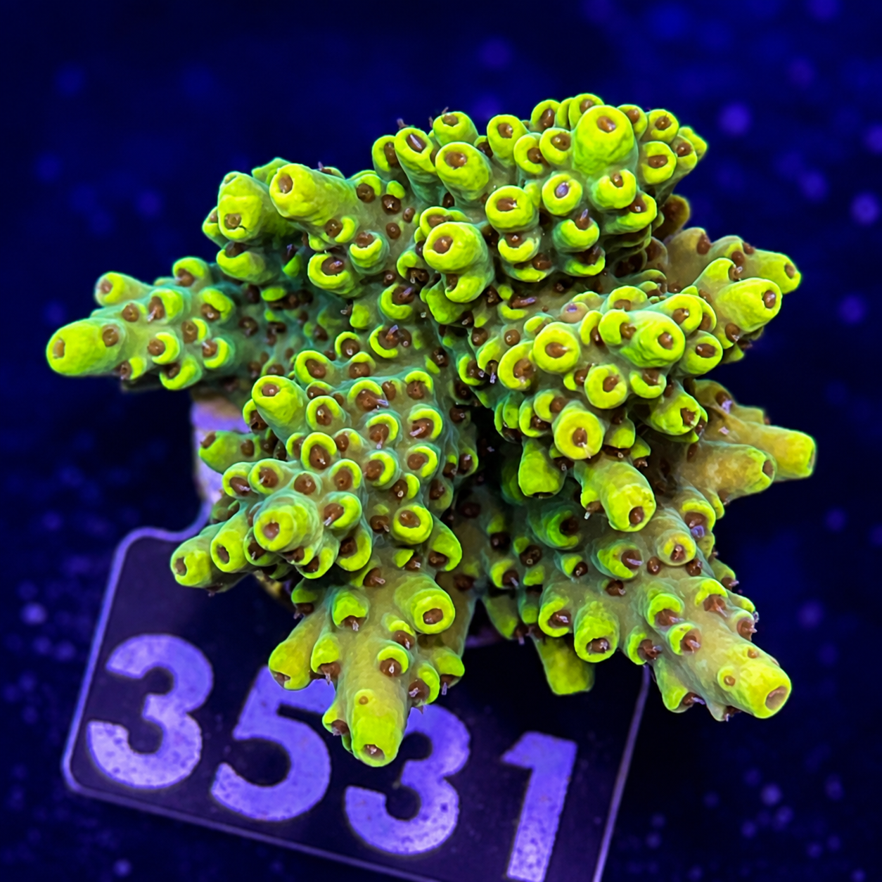 FMC Acropora cytherea Wolverine