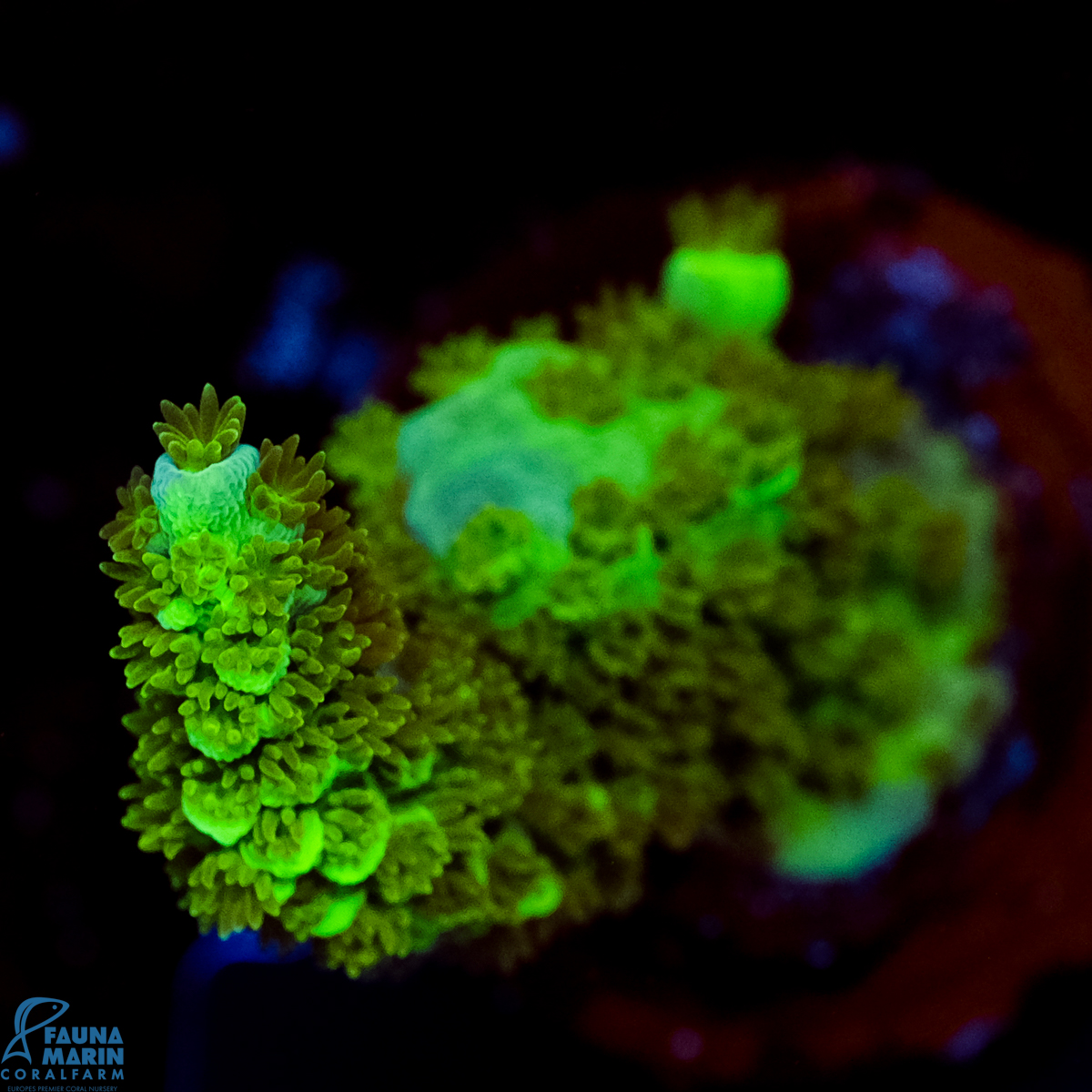 FMC Acropora tenuis Green