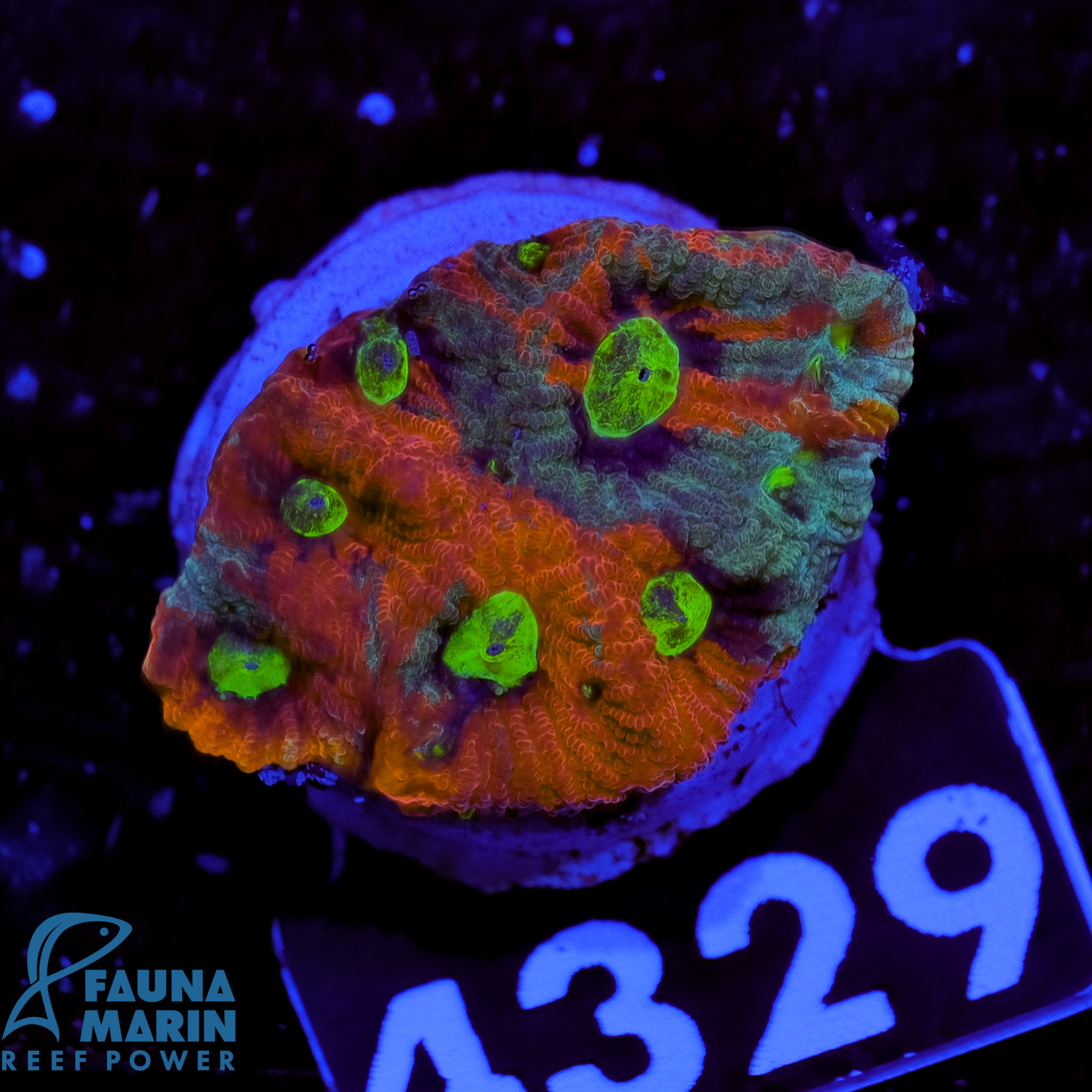 FMC Favia grafted Warpaint V