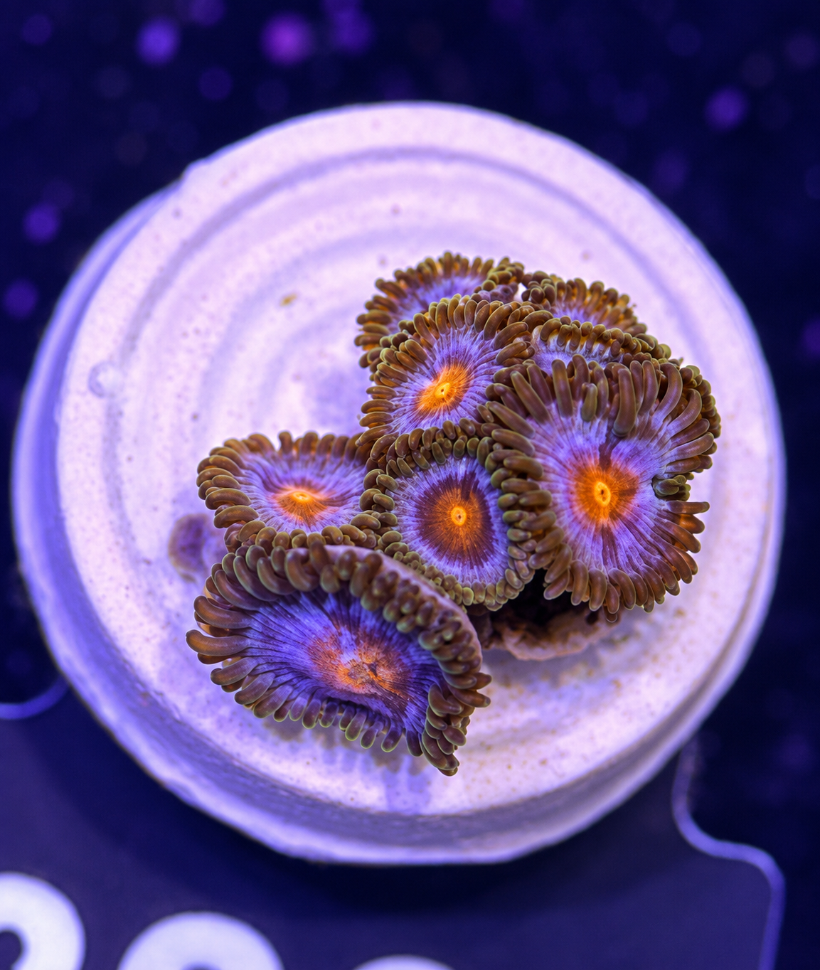 FMC Zoanthus sp