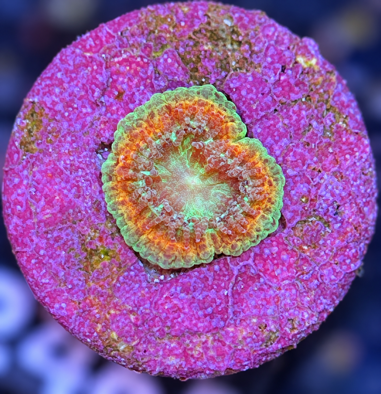 SciReef Trachyphyllia geoffroyi Size 1