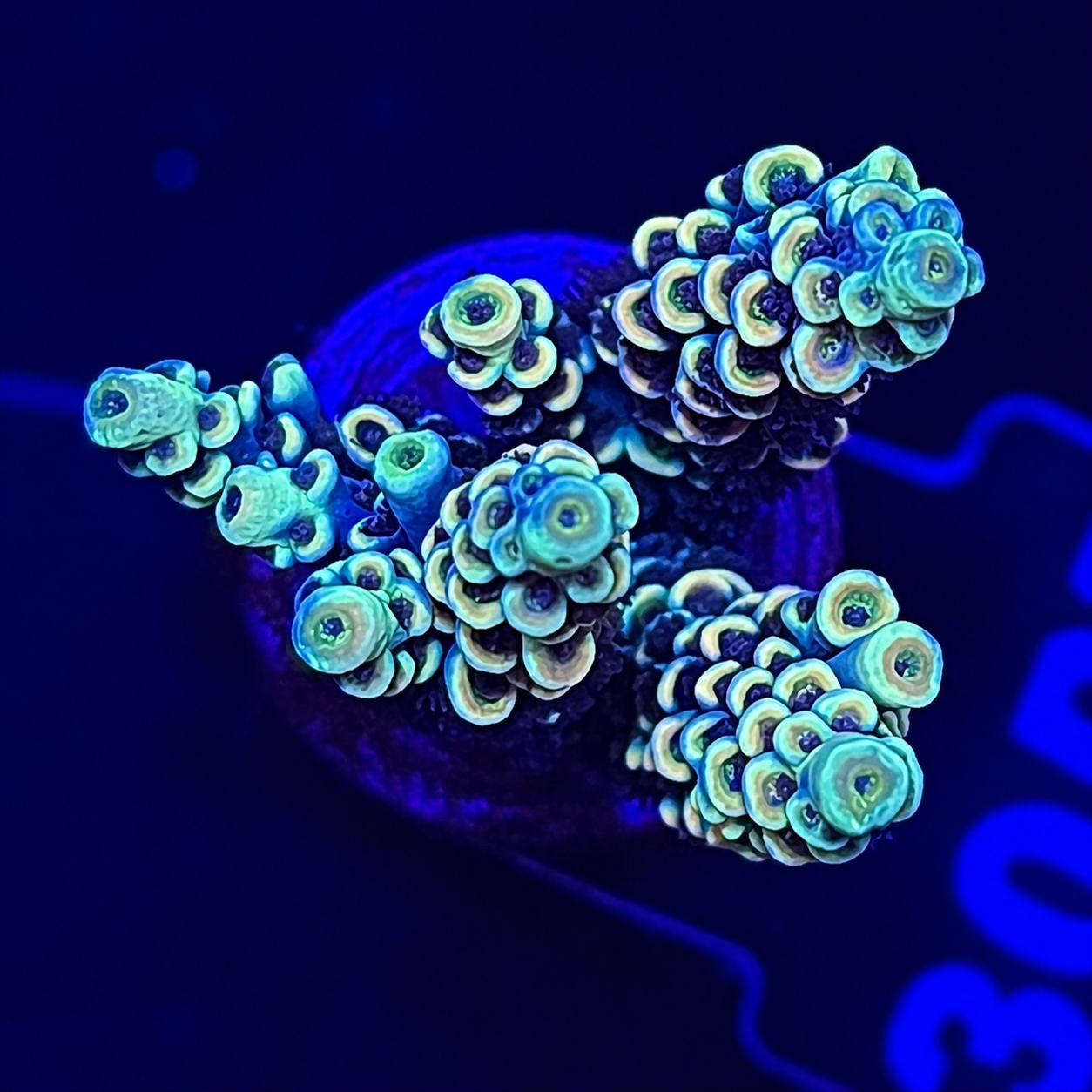 FMC Acropora tenuis yellow