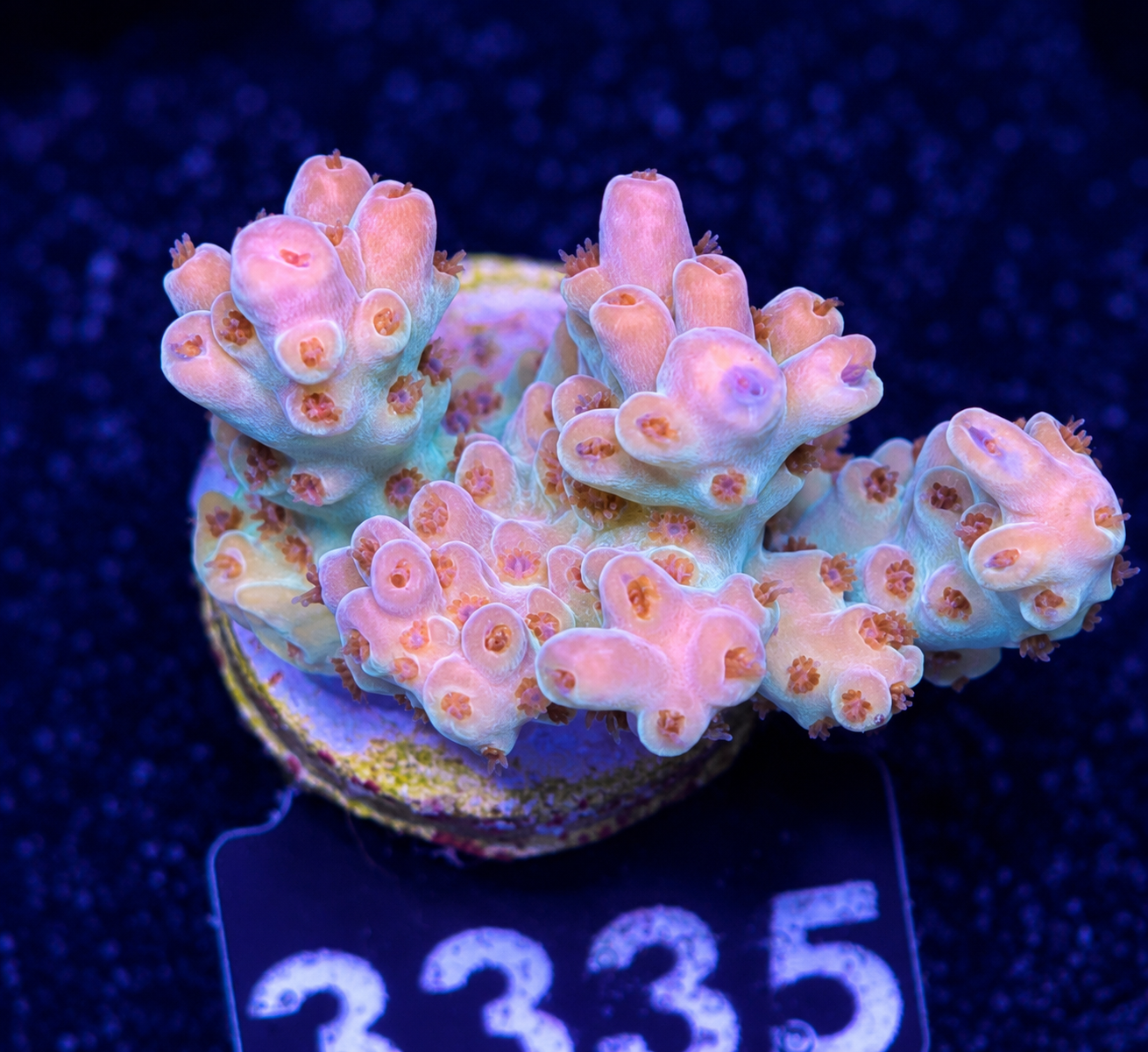 FMC Acropora sp