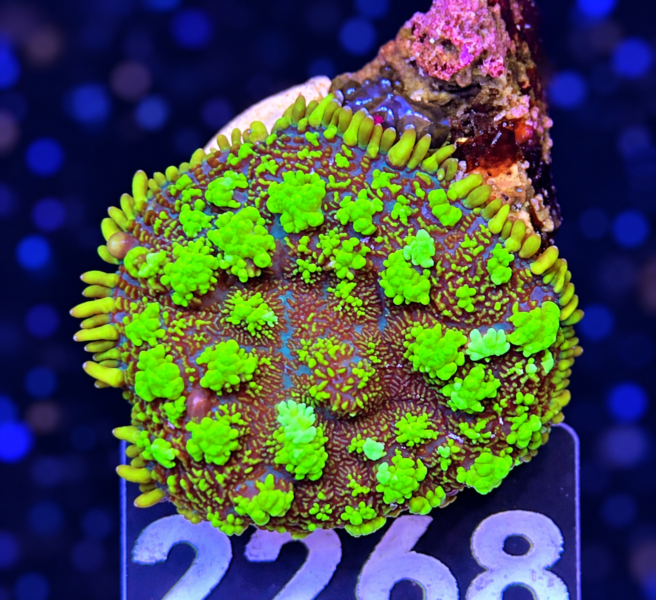 FMC Rhodactis