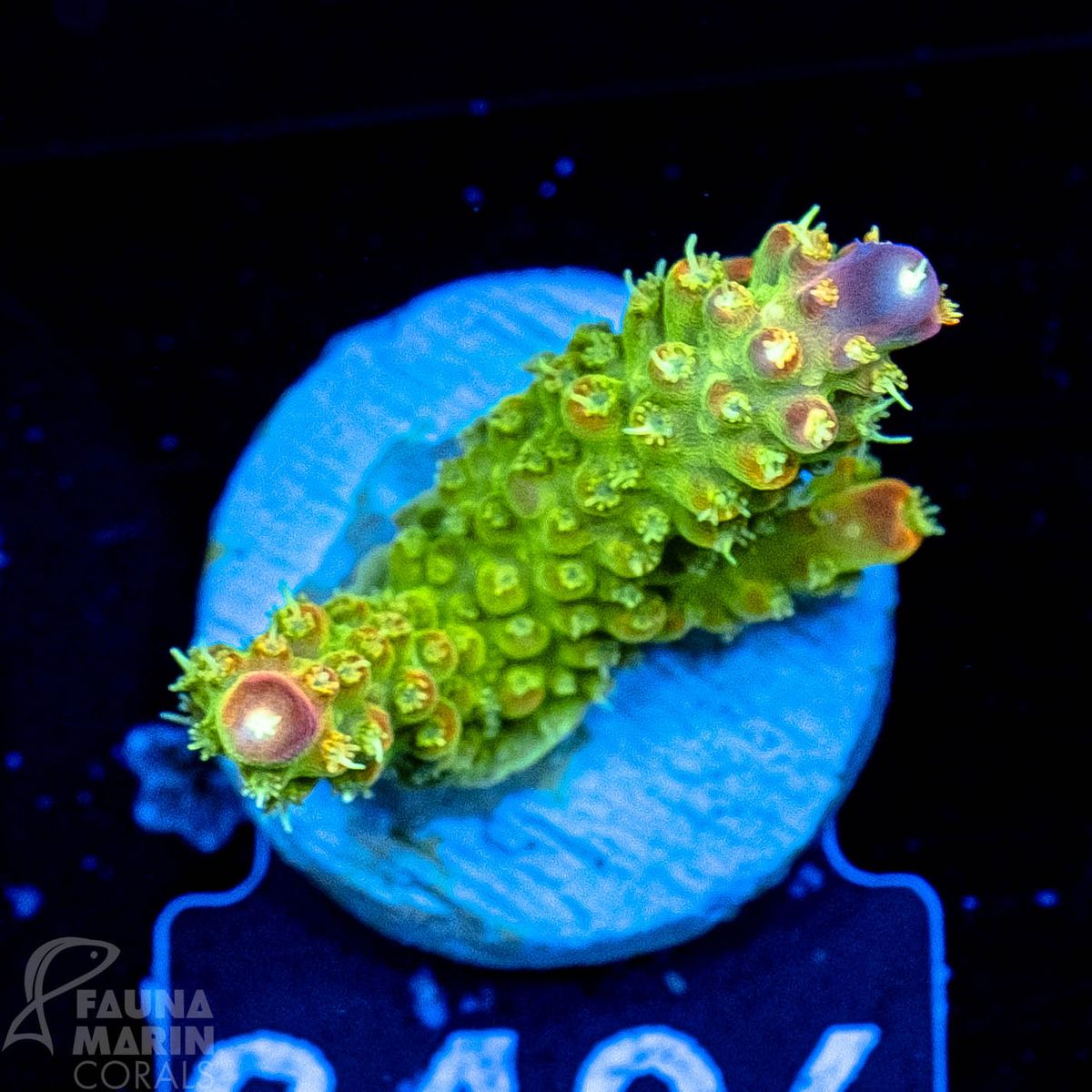 FMC Acropora Sour Patch V