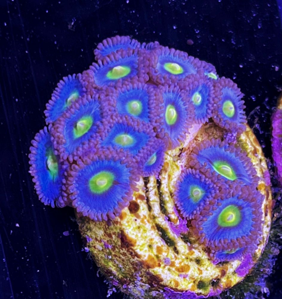 FMC Zoanthus AOI 2-3 Polypen V