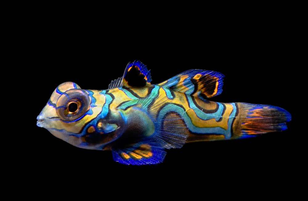 Synchiropus splendidus - Mandarinfisch NZ