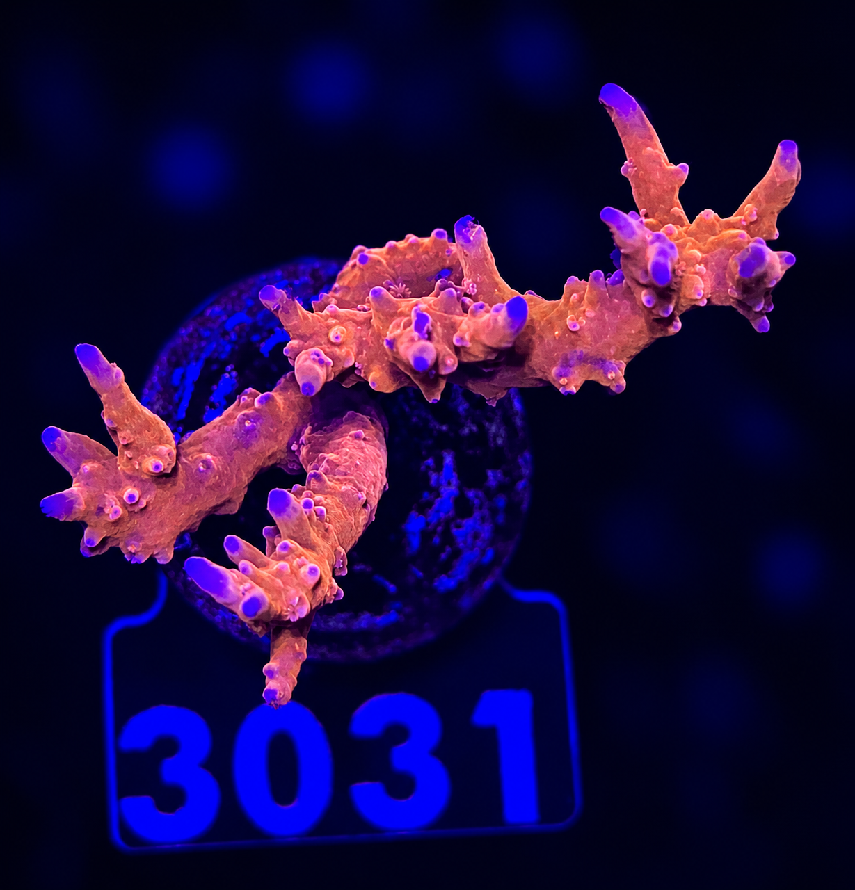 FMC Anacropora  forbesi TNT V