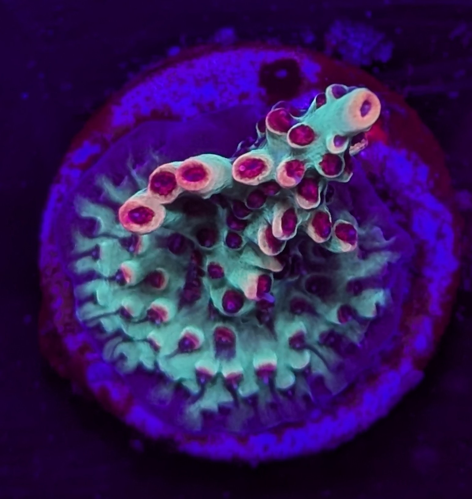 FMC Acropora subulata