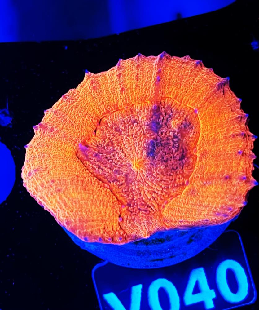 FMC Lobophyllia Red V