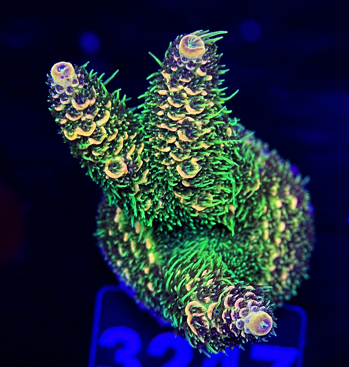 FMC Acropora millepora Green Hairy