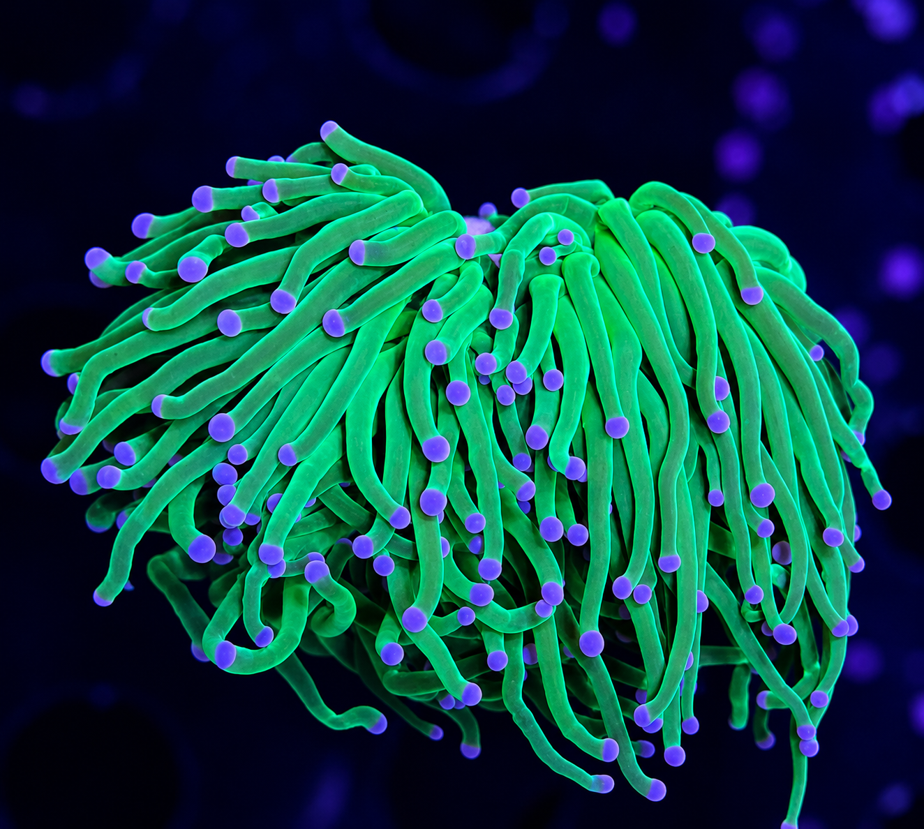 FMC Euphyllia glabrescens Toxic Torch