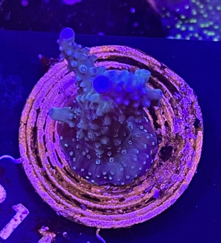 FMC Acropora formosa staghorn Blue