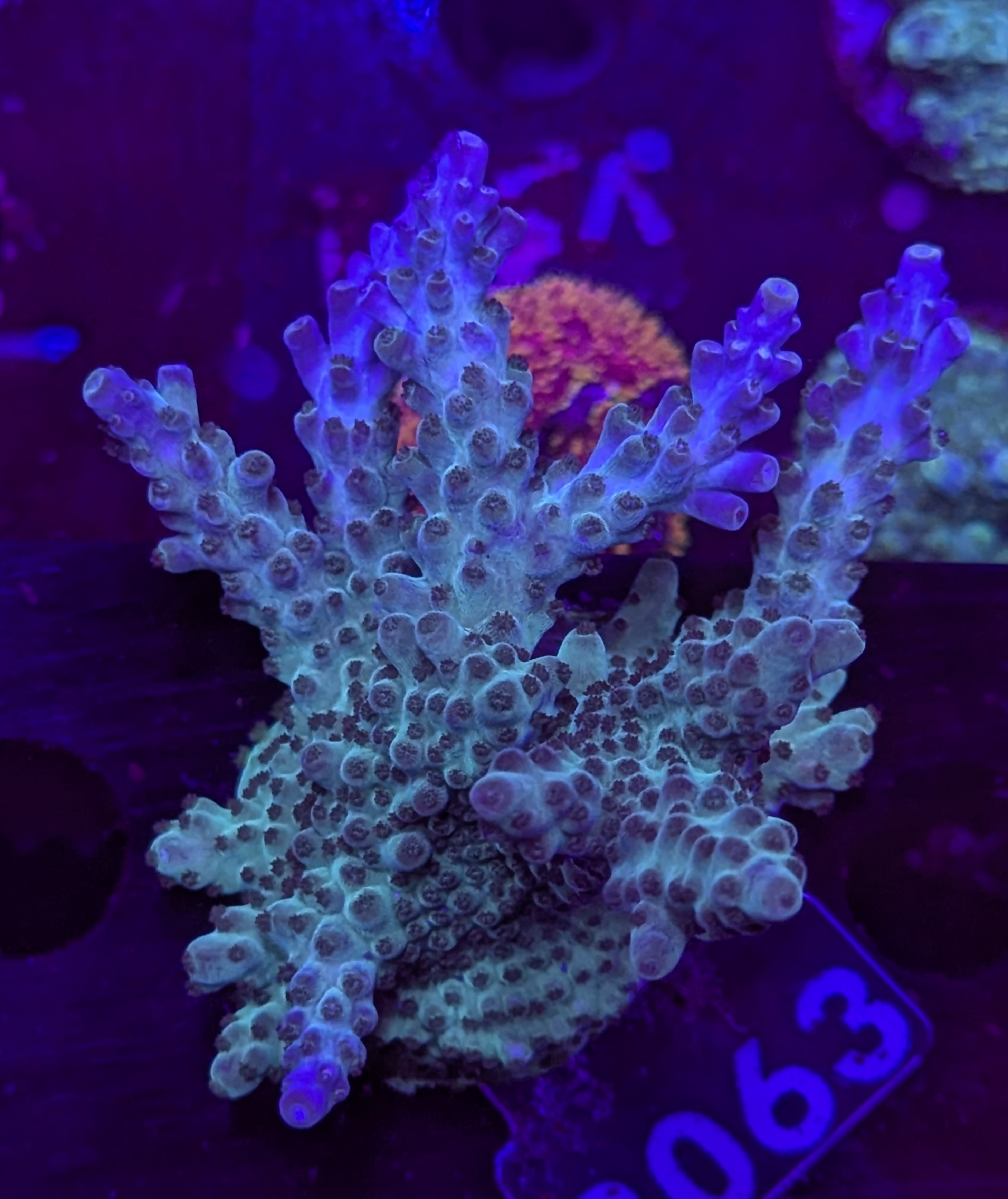 FMC Acropora valida