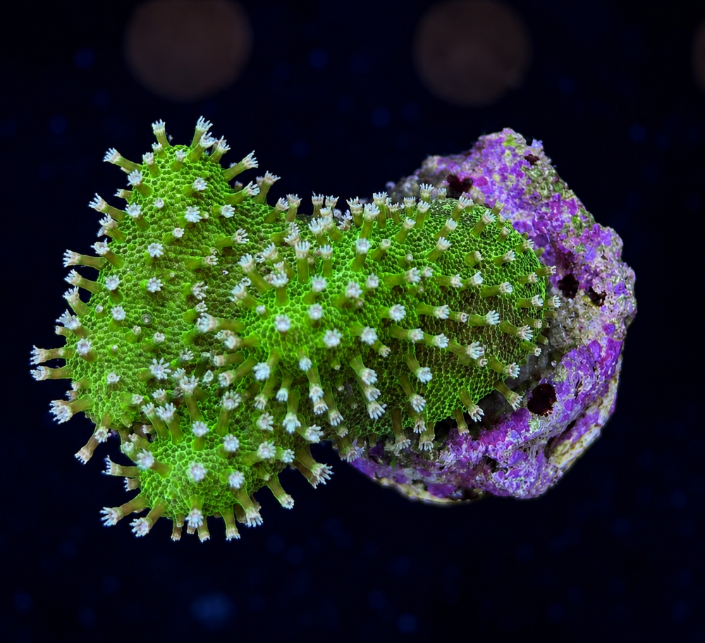 FMC Lobophytum Green V