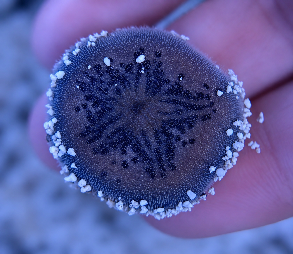 Brissus spp. - Sand dollar flat