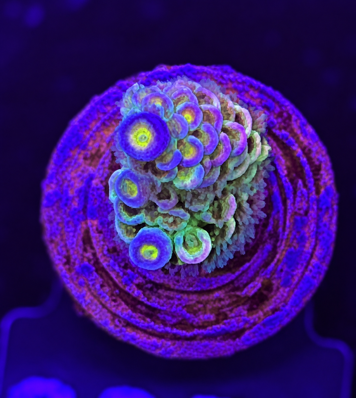 FMC Acropora tenuis