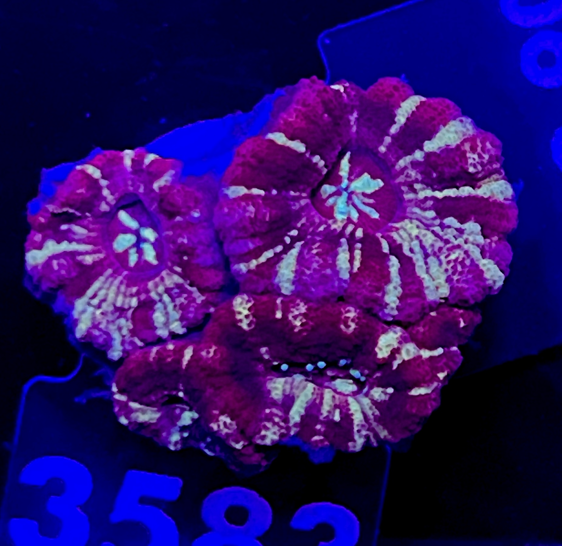 FMC Acanthastrea maxima