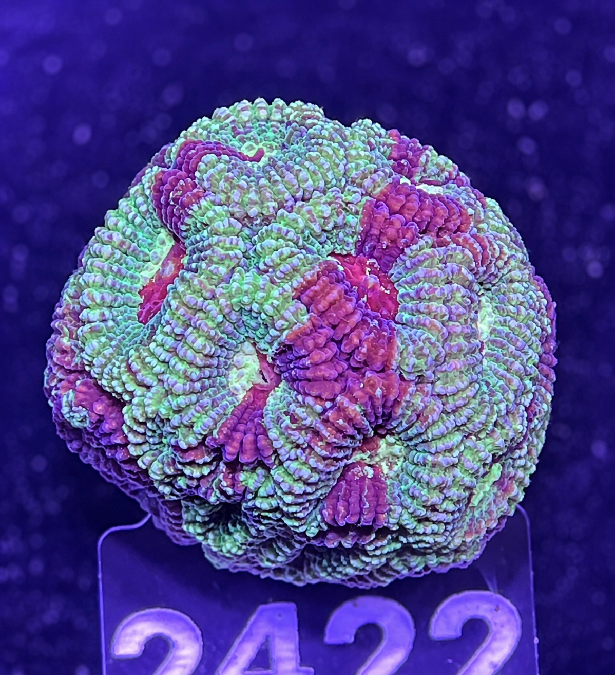 FMC Favia Grafted Green