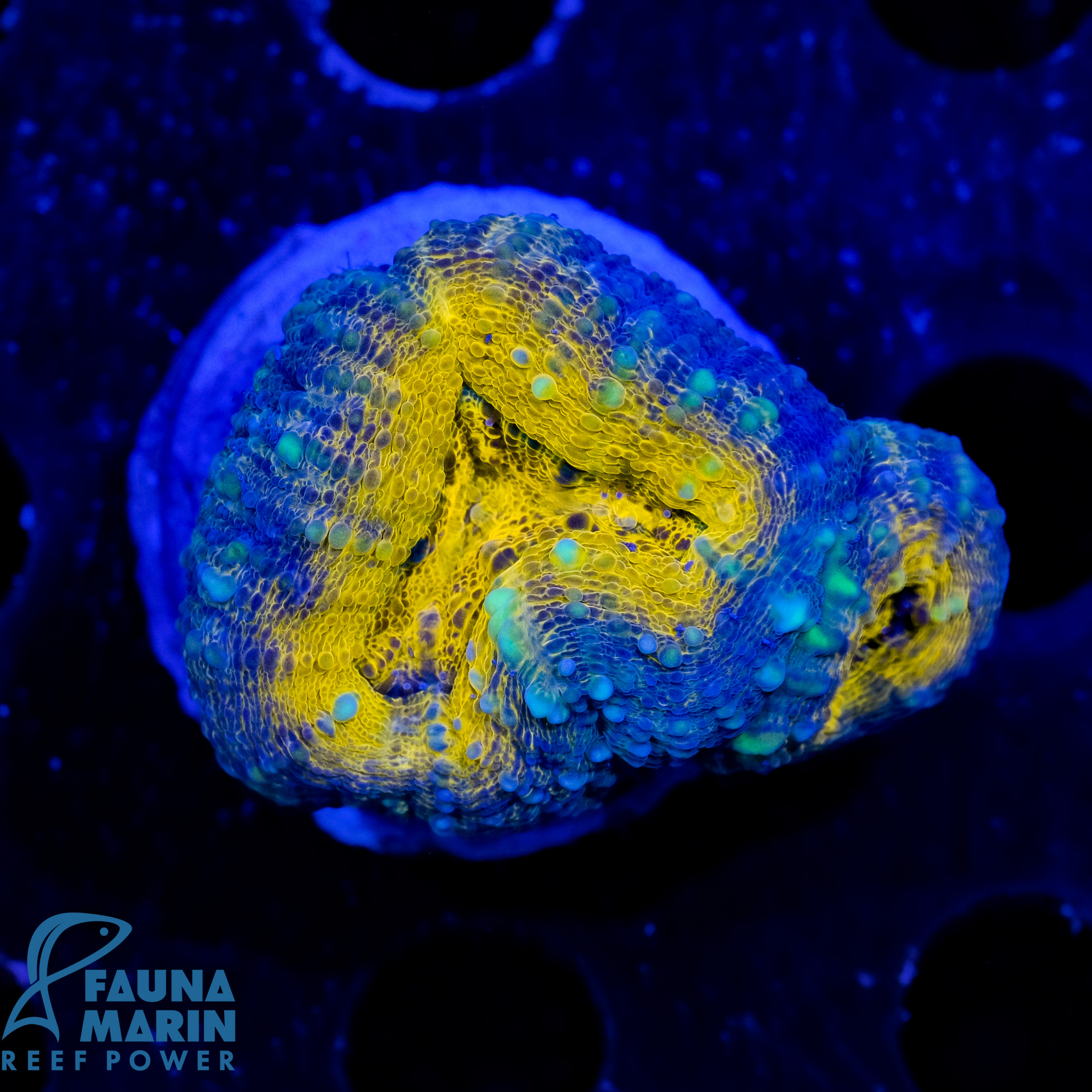 FMC Lobophyllia aussi Orange Shine 1 Polyp V