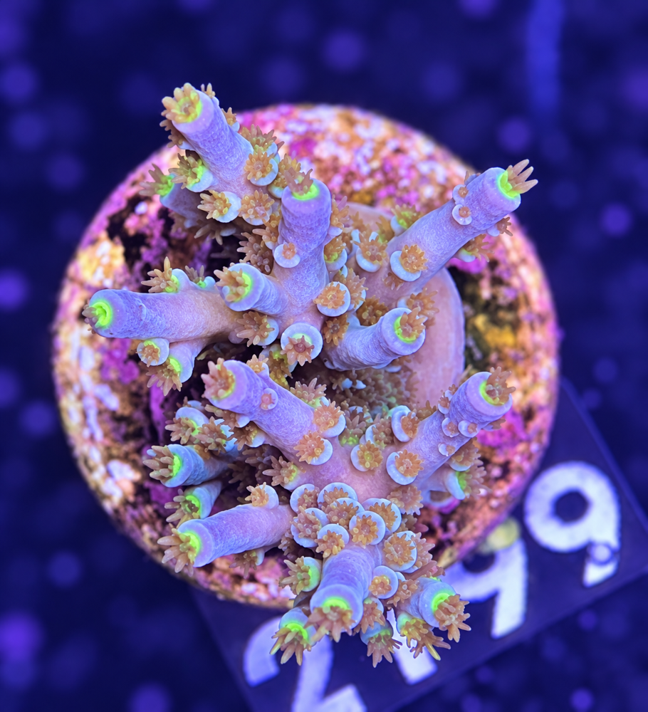 SciReef Acropora kenti Grade 1 Twin
