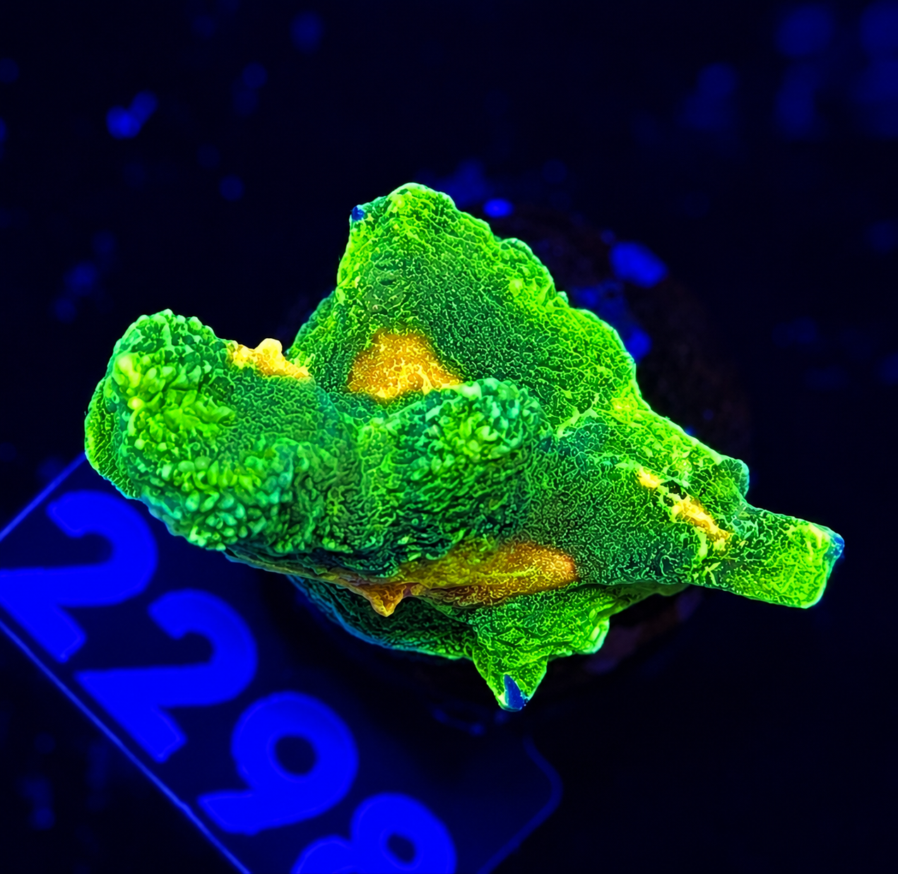 FMC Pectinia Space Invader
