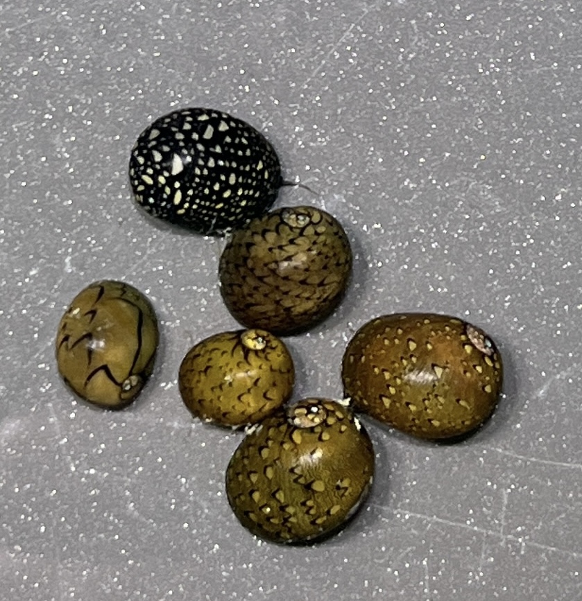 Nerita tesselata - Checkered Nerite