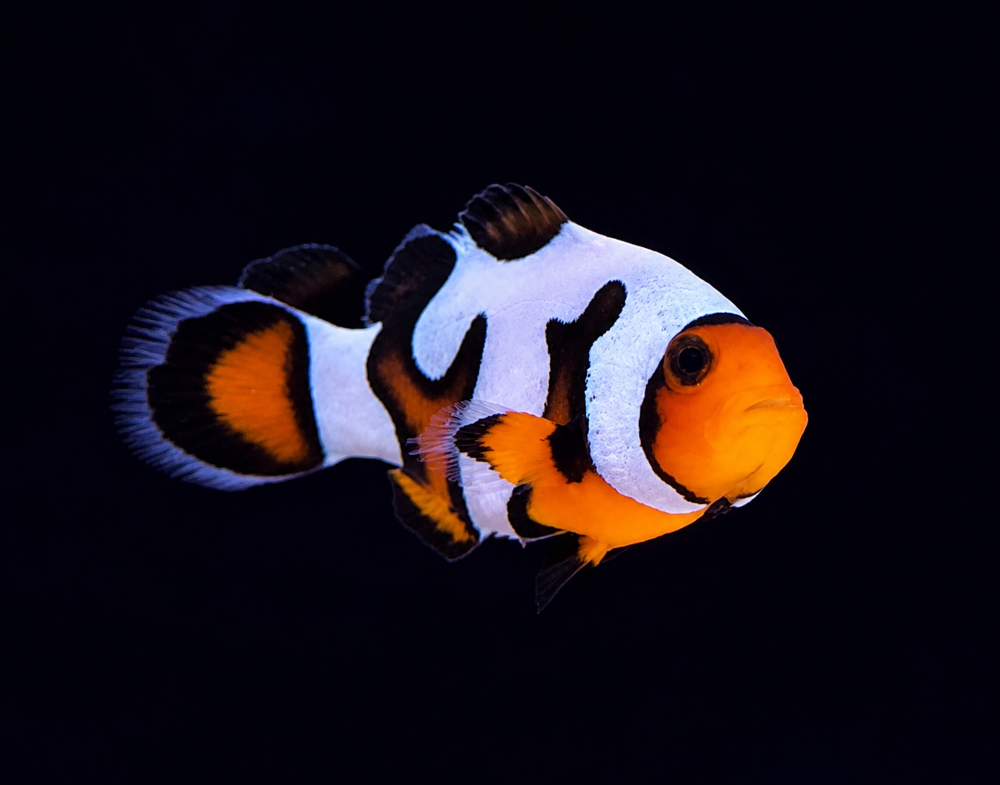 Amphiprion ocellaris - "da Vinci"    DNZ